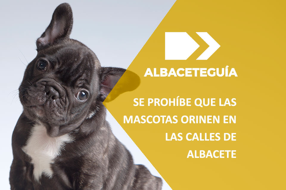 mascotas en albacete